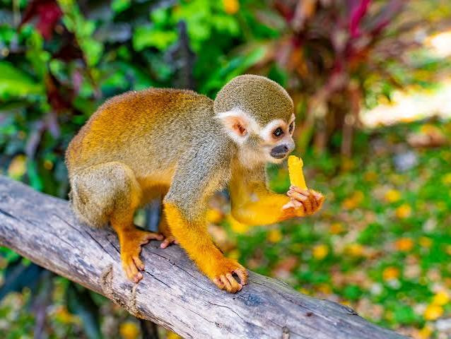 🐒🌴Monkey Land! 🌴🐒